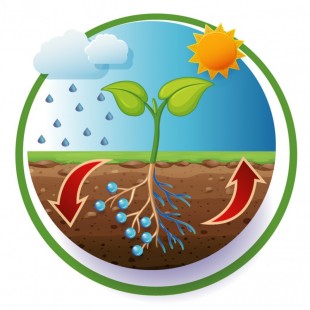 Hidrogelul acumuleaza apa si o elibereaza la radacina plantei, cand planta are nevoie de ea